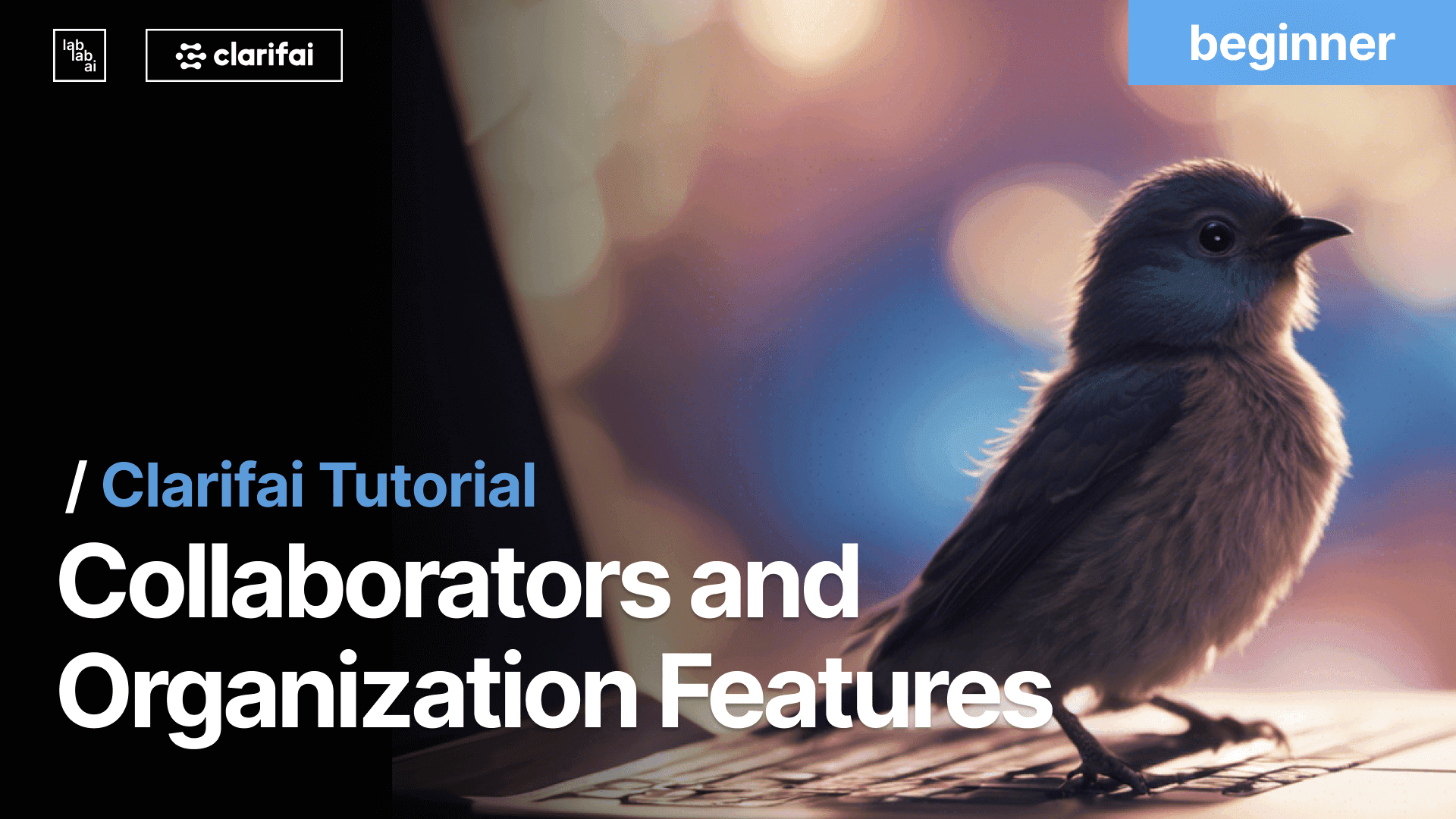 How to Use Collaborators and Organization Features within the Clarifai Platform