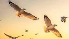 Help Nature by saving Ecosystem