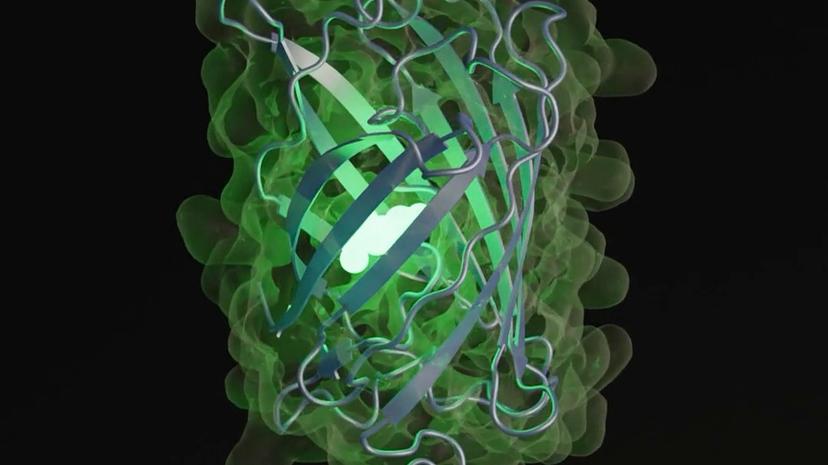 bioAI understanding Protein LLMs with AI