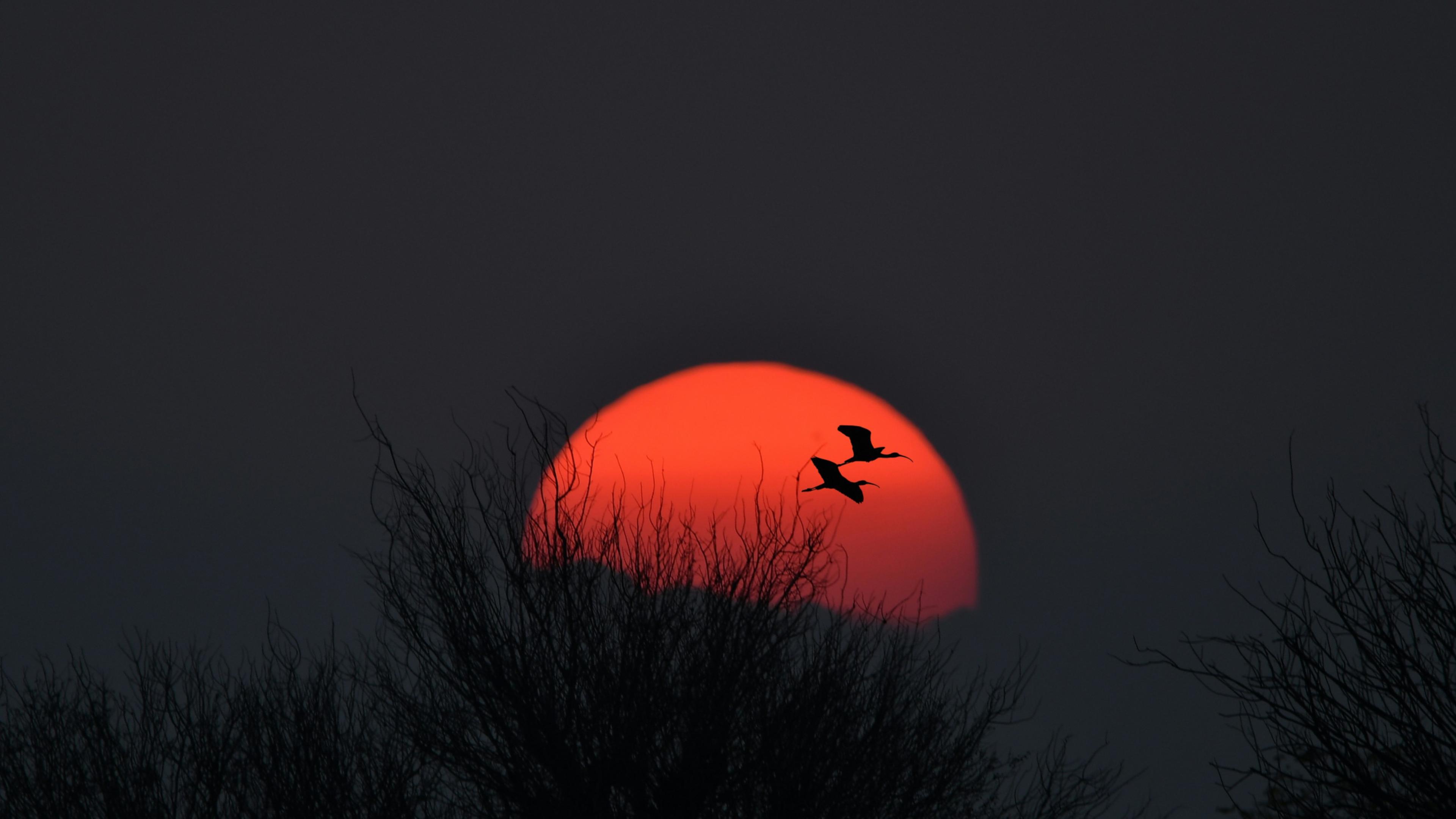 YOLO ALPHA — AI Trading Agent