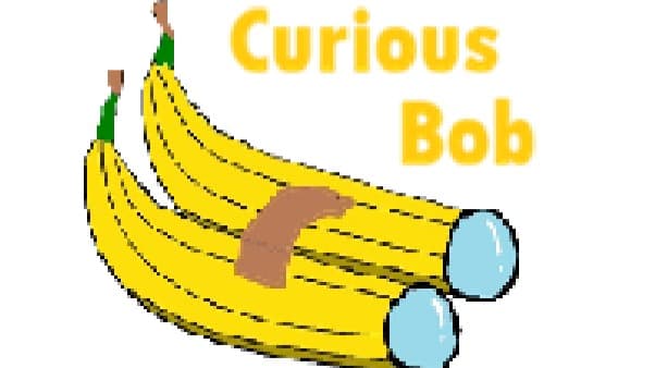 Curious Bob