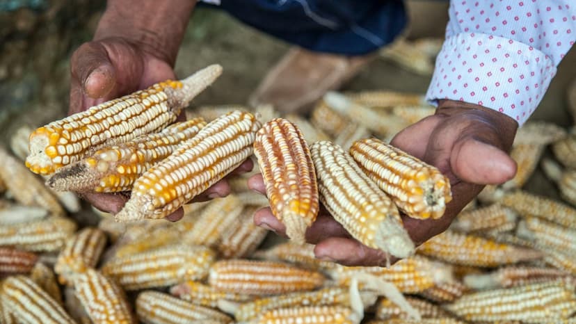 FarmiPal — AI Agricultural Assistant