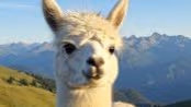 Kartik - Adaptive Inference Under Constraints
