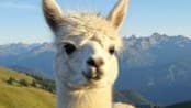 Kartik - Adaptive Inference Under Constraints