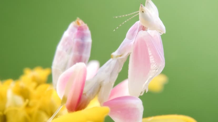 Biopesticide-AI