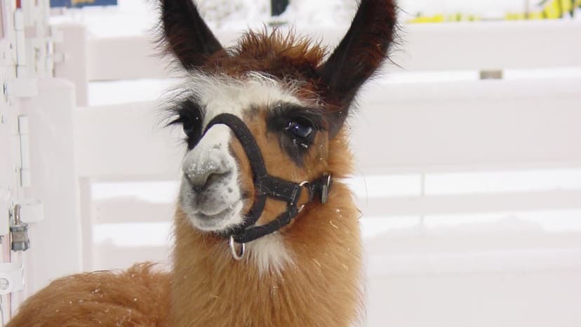 The binding of Llama