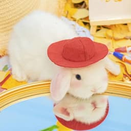 Amberrabbit
