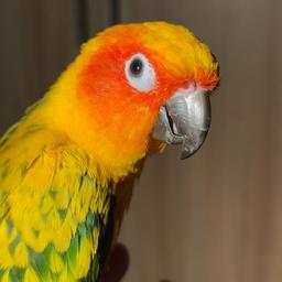 priyodip_mukhopadhyay389