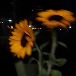 dakyybh_